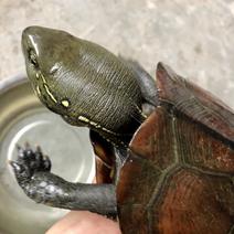 大头草龟乌龟大小不同，全品龟体型对称