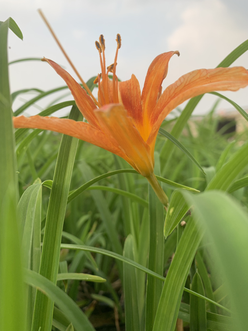 大花萱草
