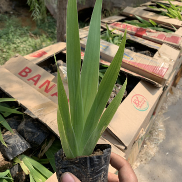 大量出售鸢尾