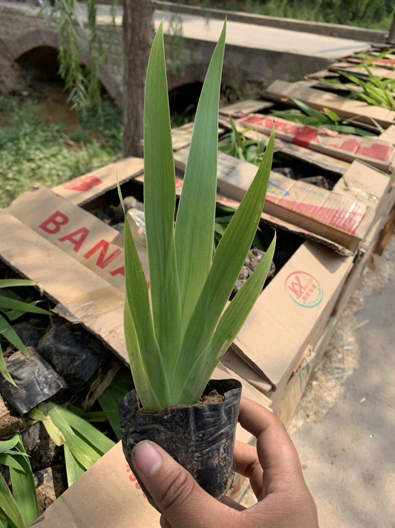 大量出售鸢尾