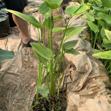 梭鱼草