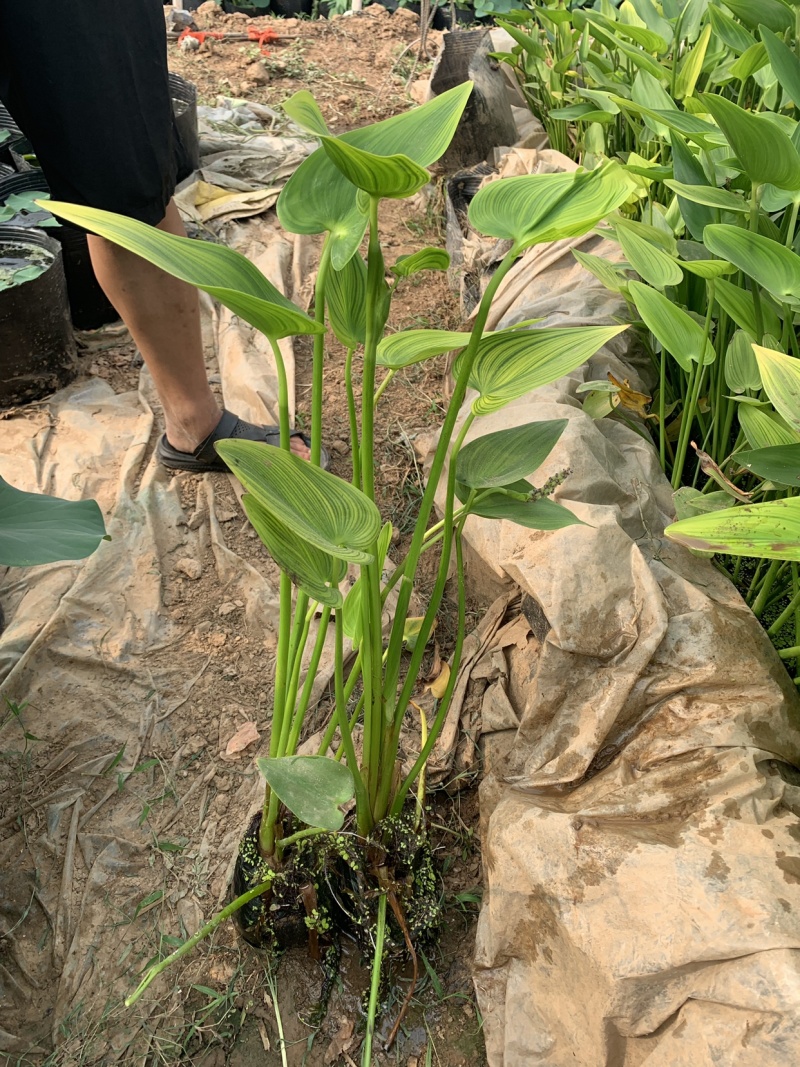 梭鱼草