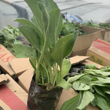 黑心金光菊