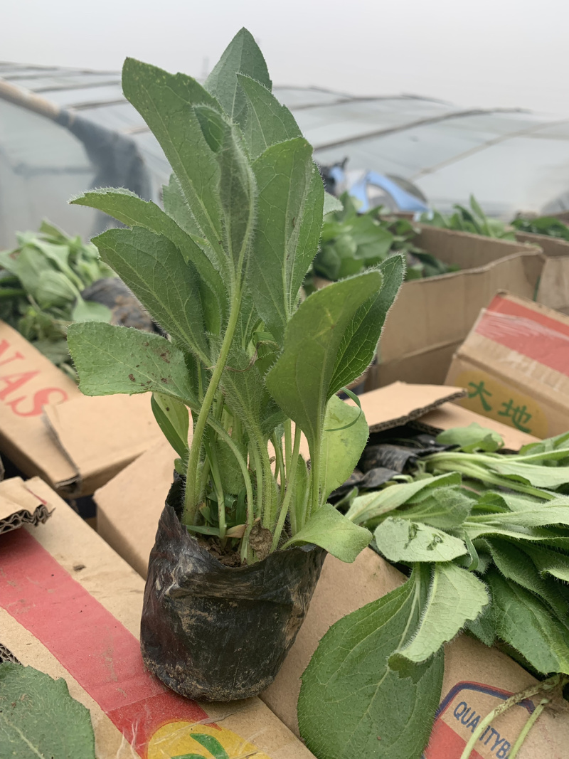 黑心金光菊