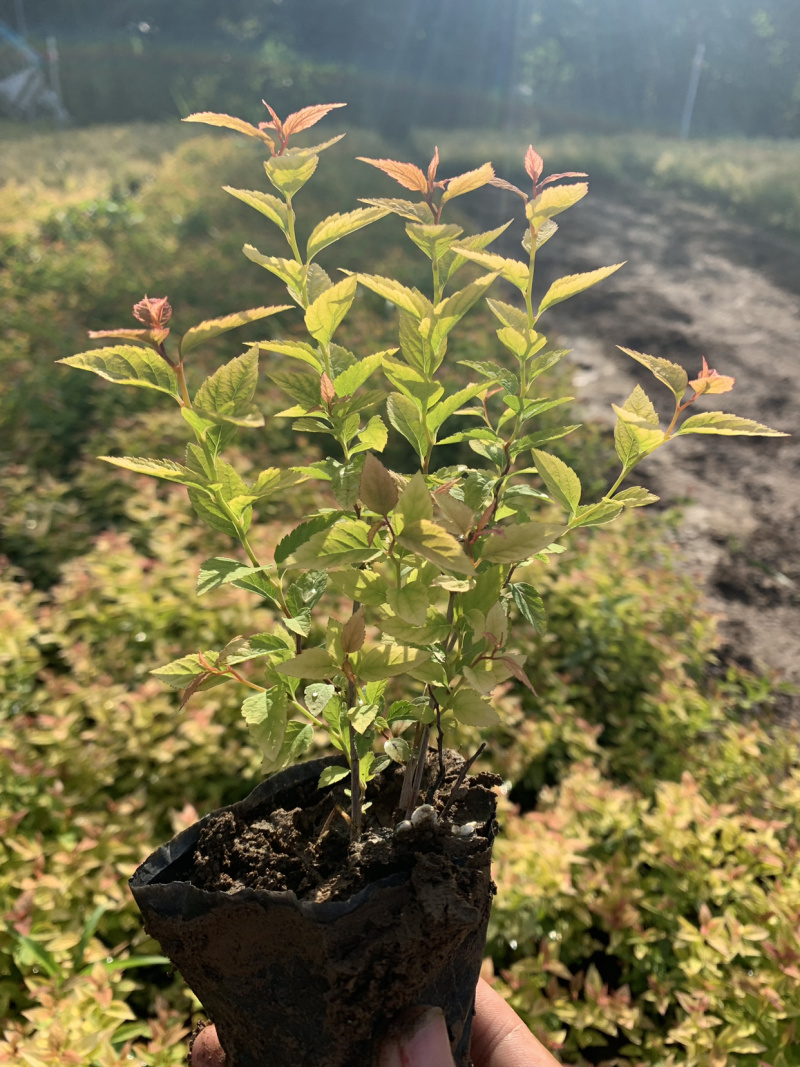 金焰绣线菊