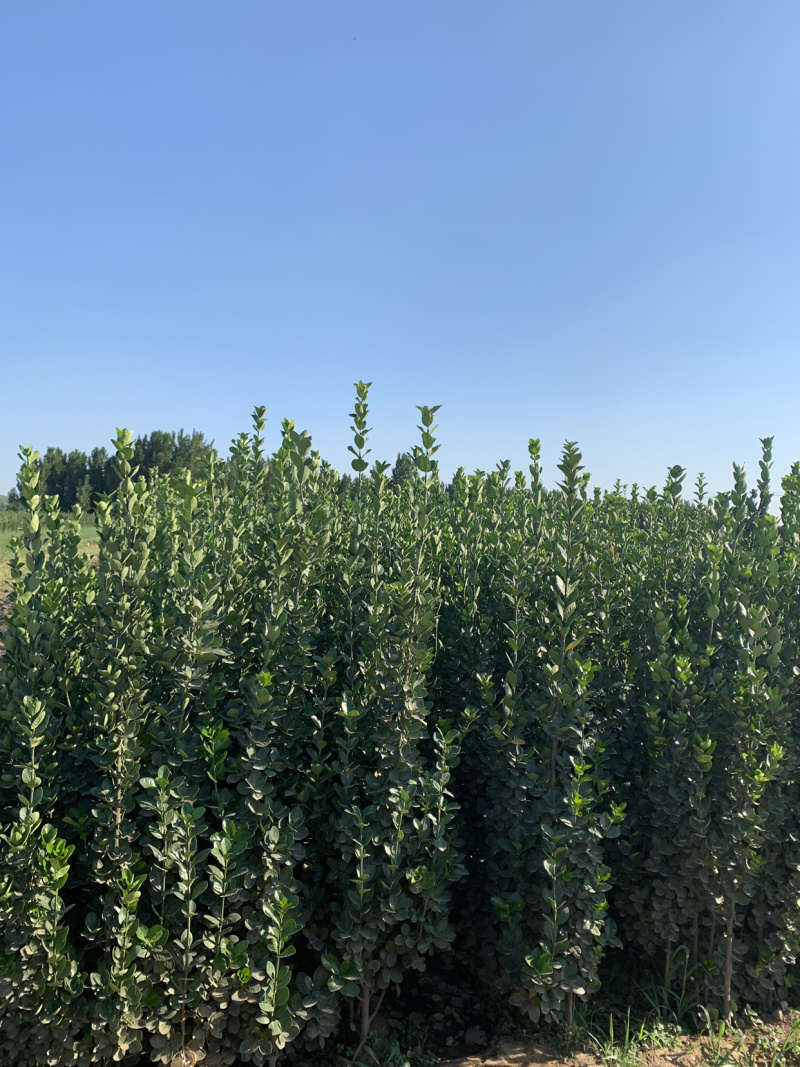 北海道黄杨