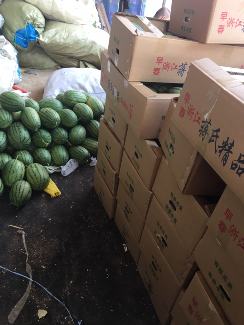 潍坊早春红玉小西瓜大量供应口味一级皮薄汁多