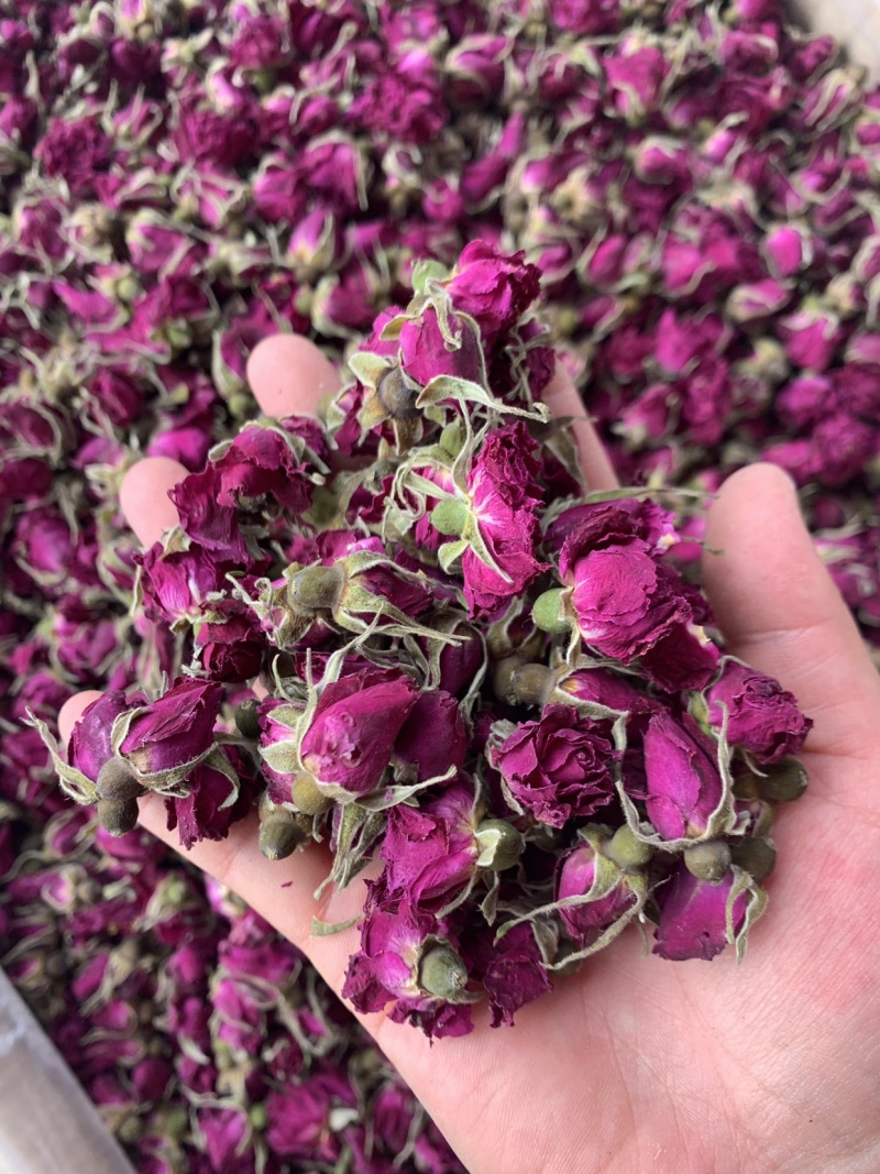 山东大玫瑰花，产地直销