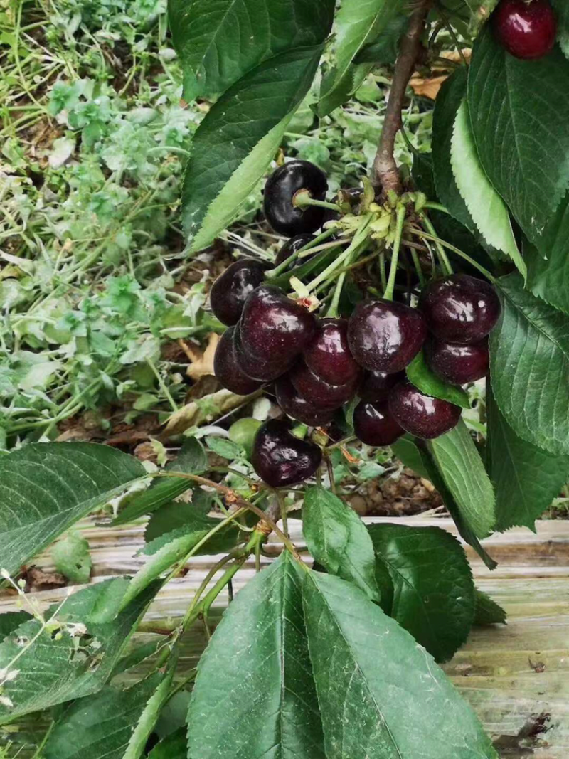 河北君林苗木种植基地秋季大量供应4-6樱桃树
