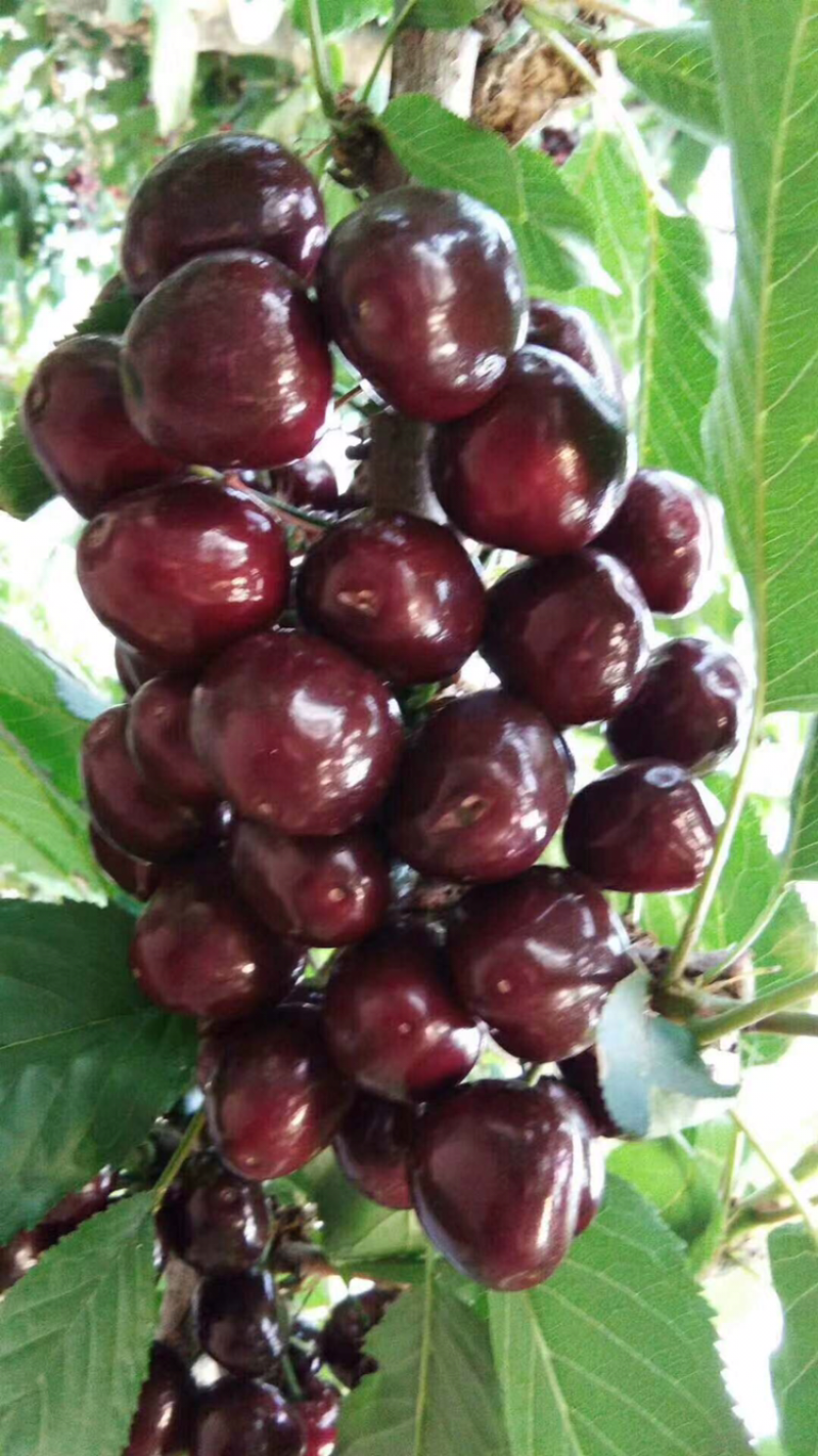 河北君林苗木种植基地秋季大量供应4-6樱桃树