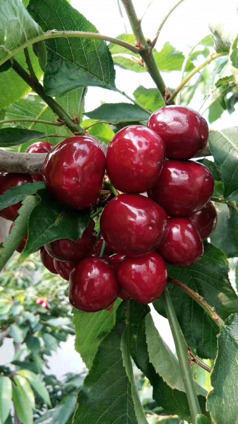 河北君林苗木种植基地秋季大量供应4-6樱桃树