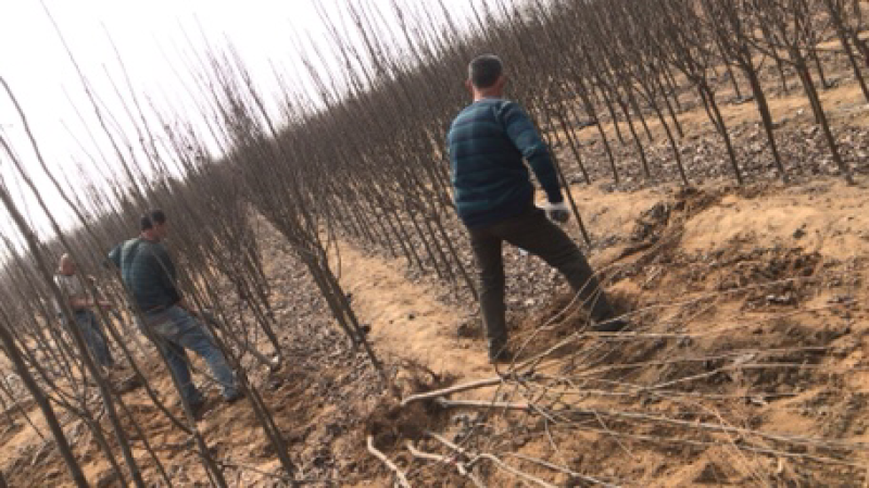 河北君林苗木种植基地3公分黄金、黄冠、早酥、梨树