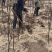 河北君林苗木种植基地3公分黄金、黄冠、早酥、梨树