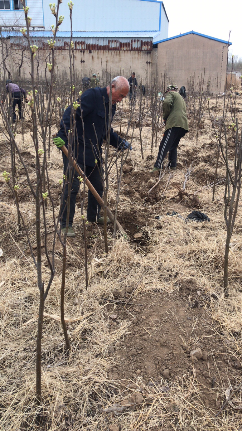河北君林苗木种植基地3公分黄金、黄冠、早酥、梨树