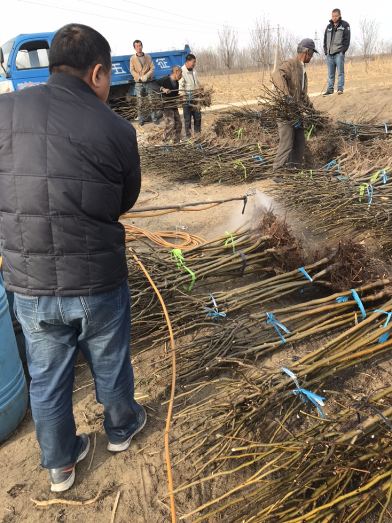 河北君林苗木种植基地2-5公分黄金、黄冠梨树