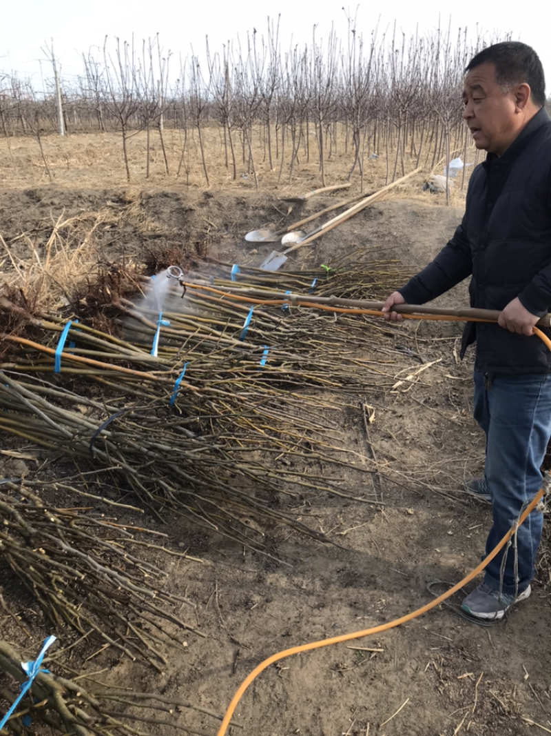 河北君林苗木种植基地2-5公分黄金、黄冠梨树