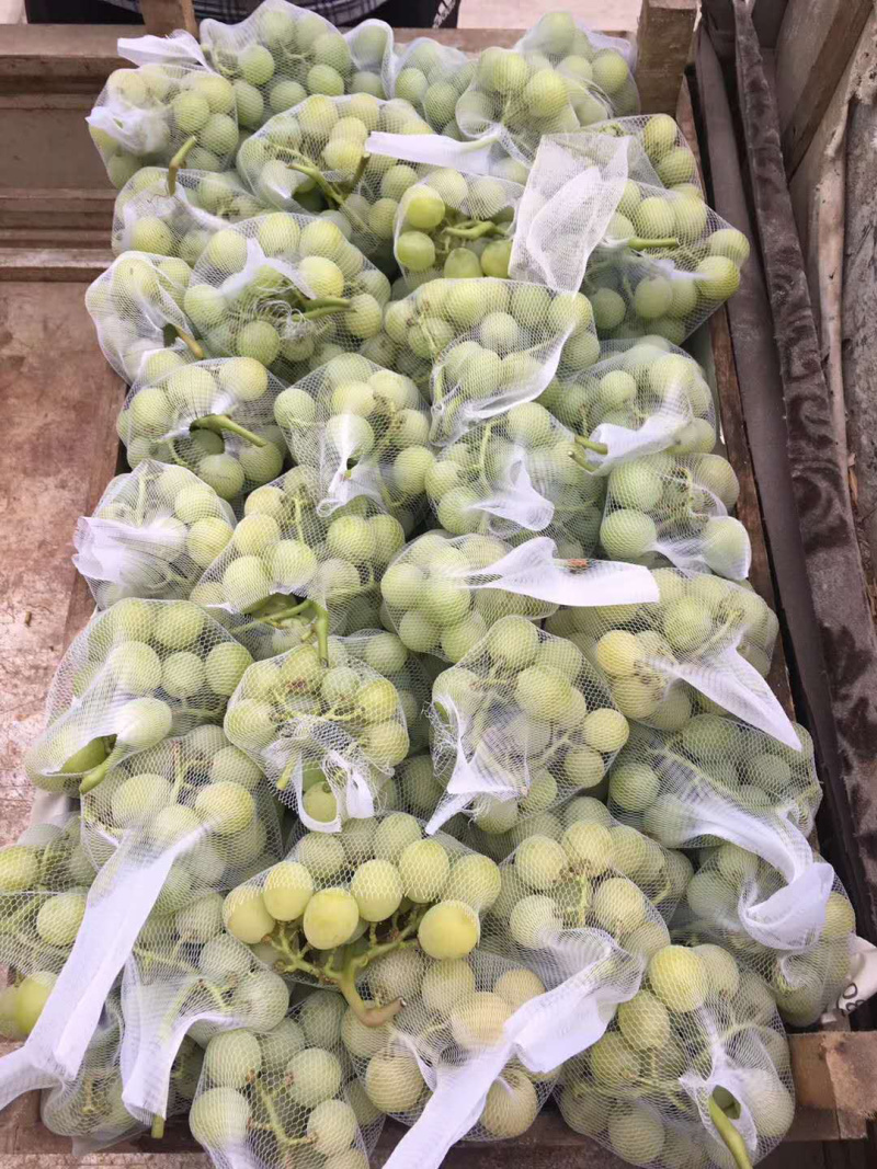 青提葡萄-果实饱满-口感**欢迎采购