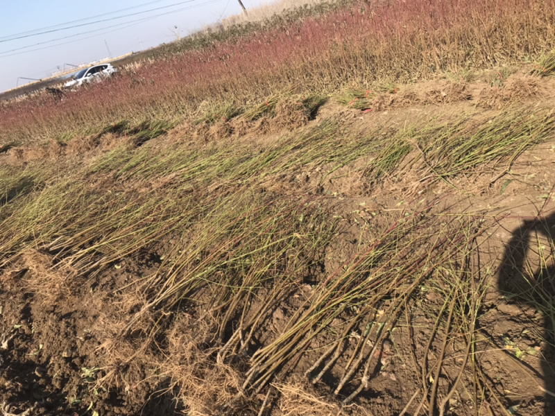 河北君林苗木基地中油番桃黄油番系类桃树苗