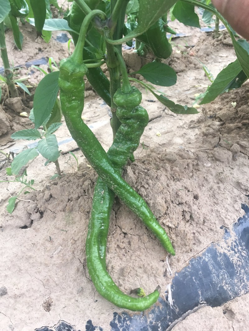 螺丝椒15-20厘米