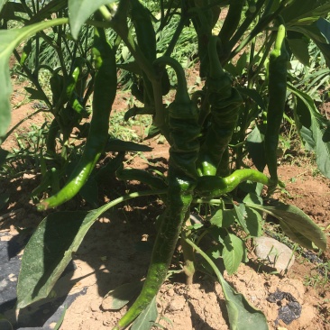 螺丝椒15-20厘米