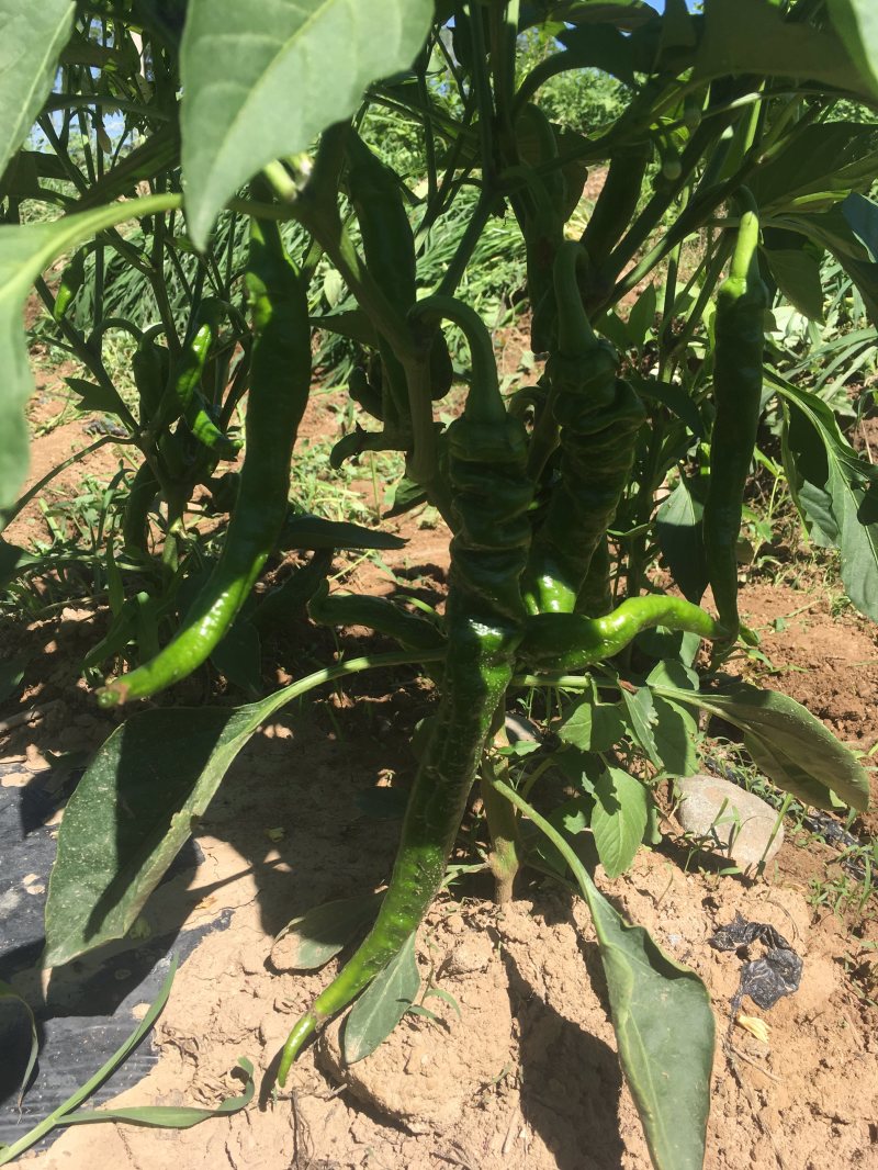 螺丝椒15-20厘米