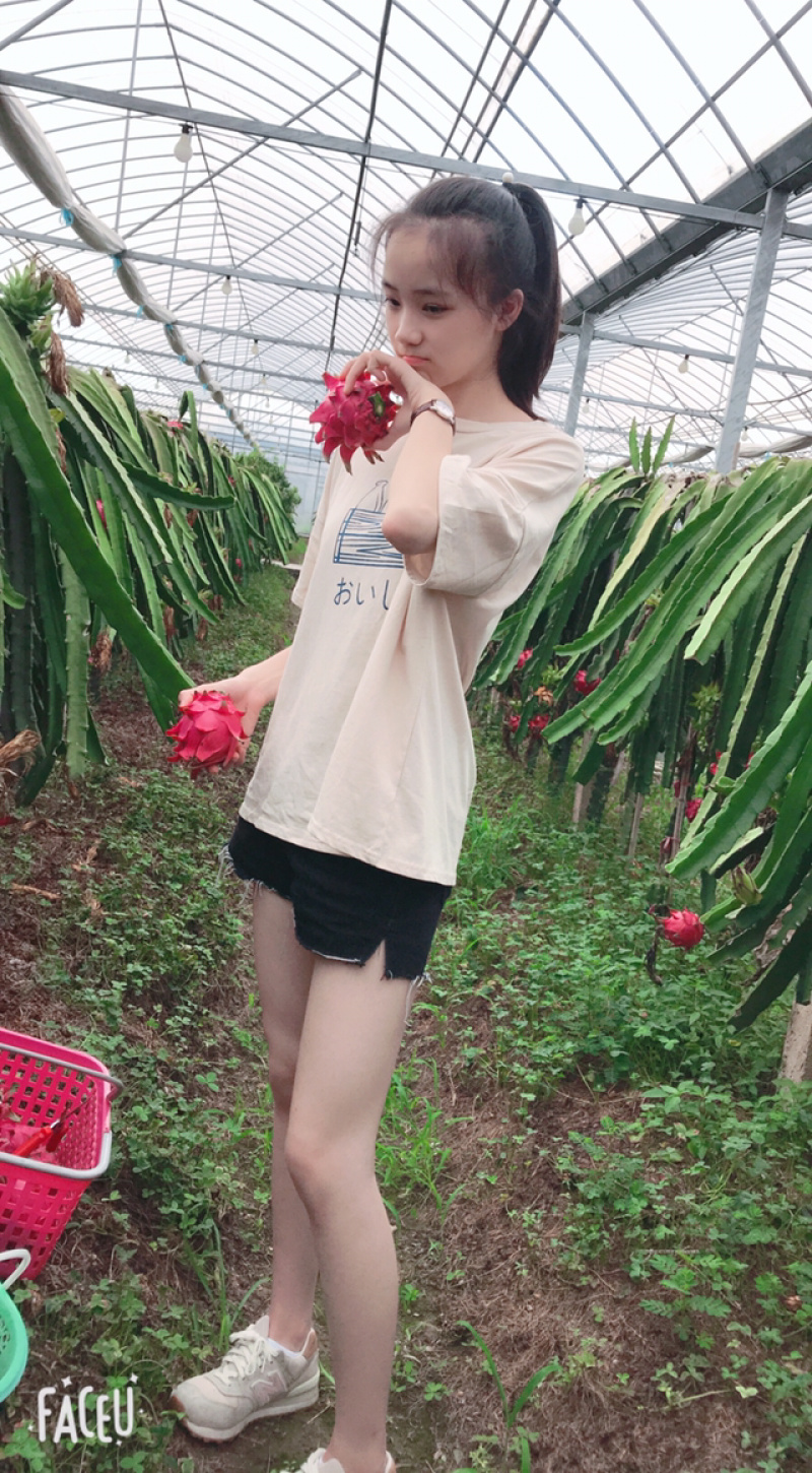 红心火龙果