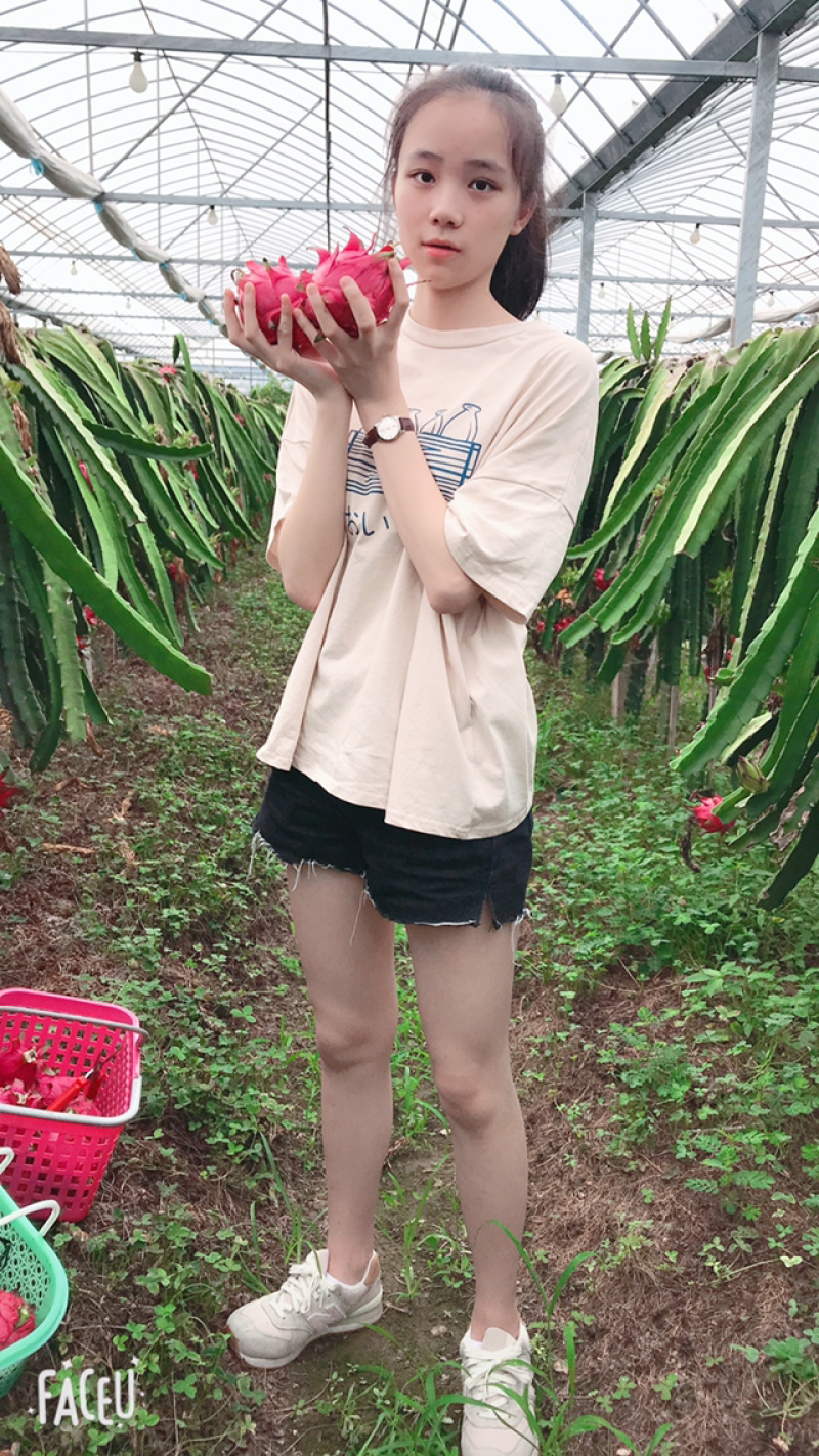 红心火龙果