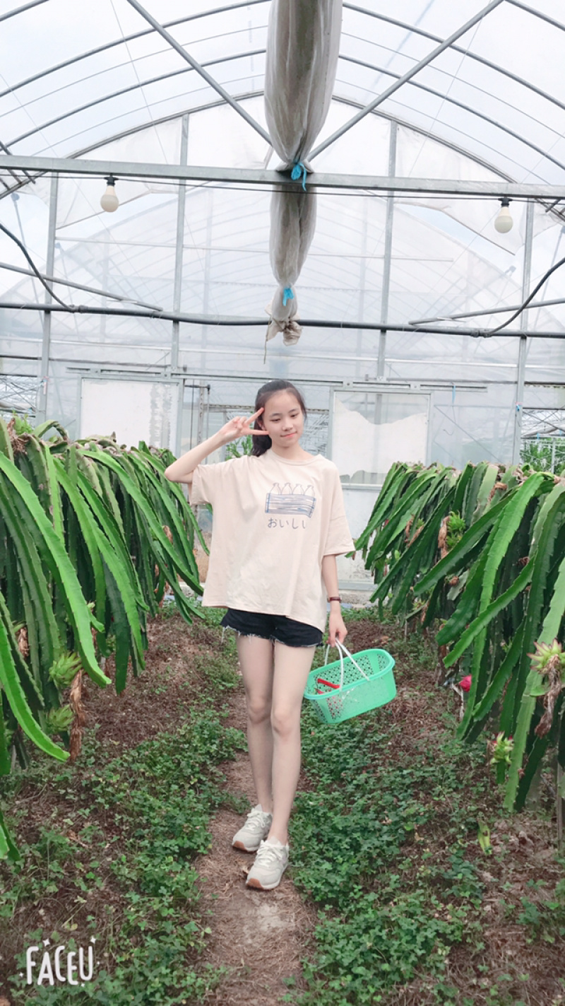 红心火龙果