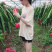 红心火龙果
