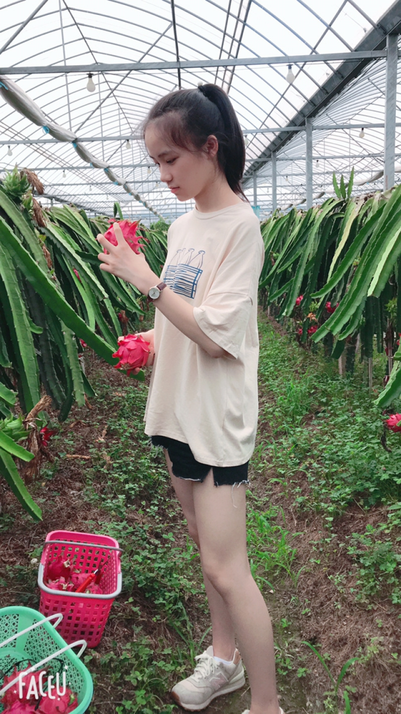 红心火龙果