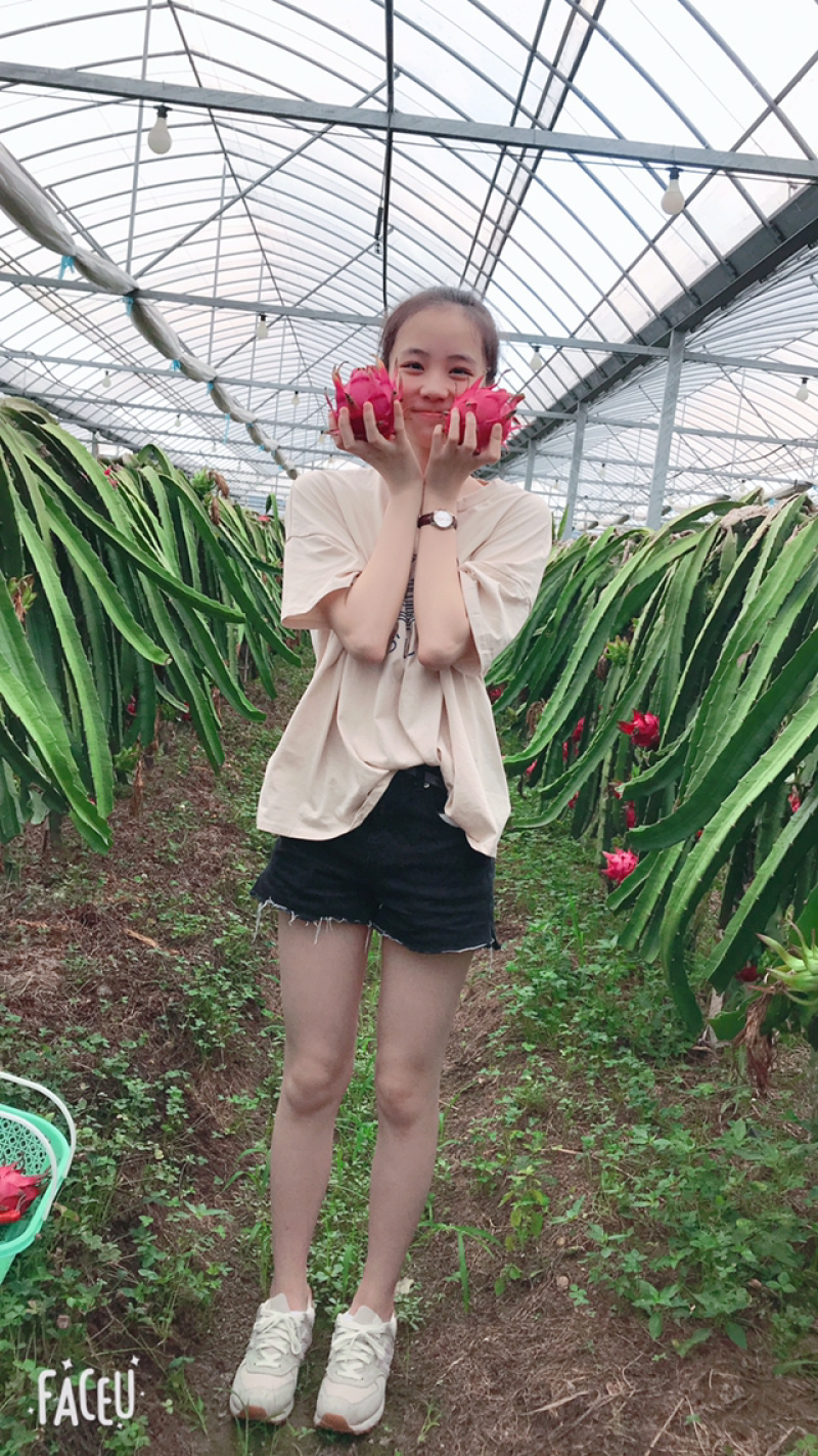 红心火龙果