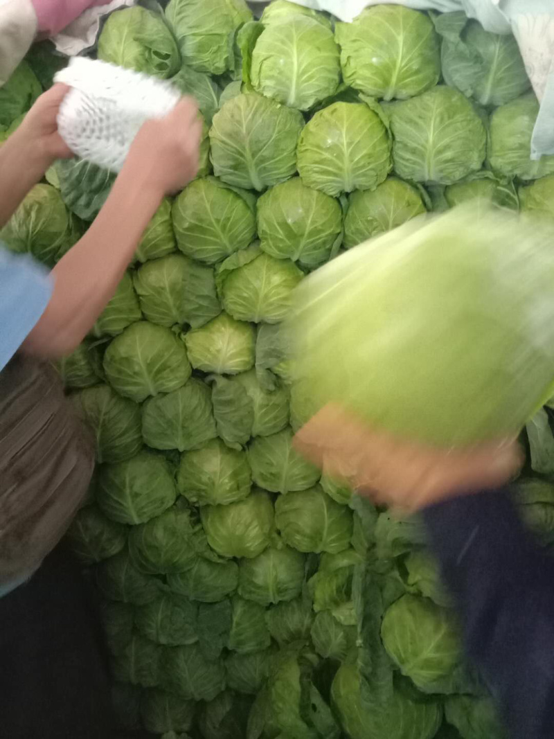 精品甘蓝大量上市，有需要的联系我