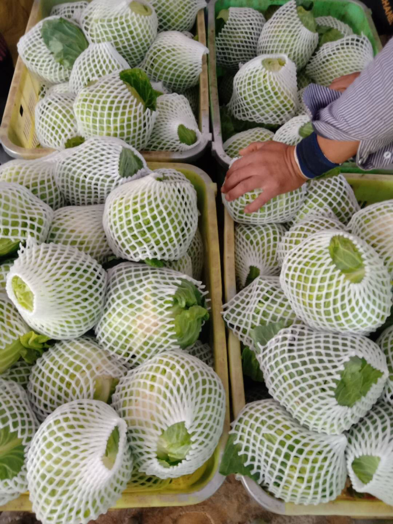 精品甘蓝大量上市，有需要的联系我