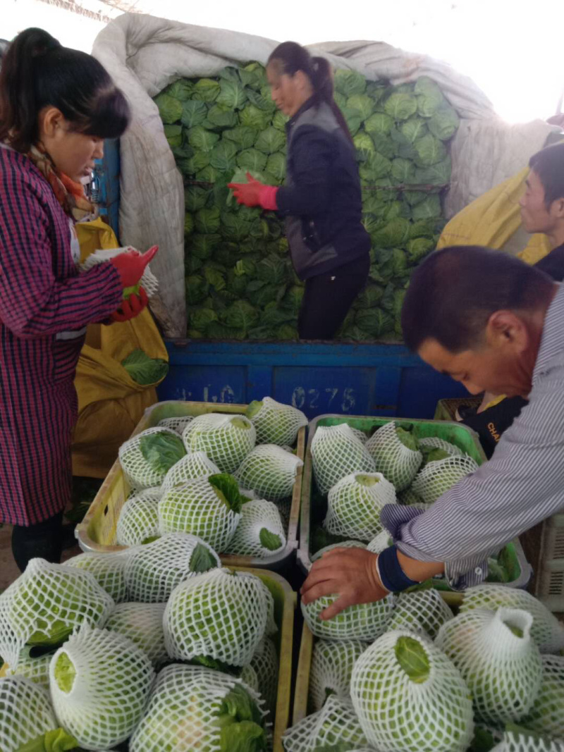 精品甘蓝大量上市，有需要的联系我