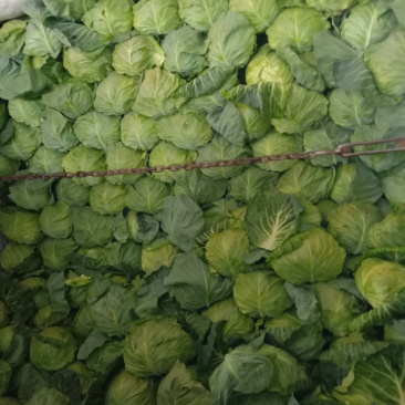 精品甘蓝大量上市，有需要的联系我