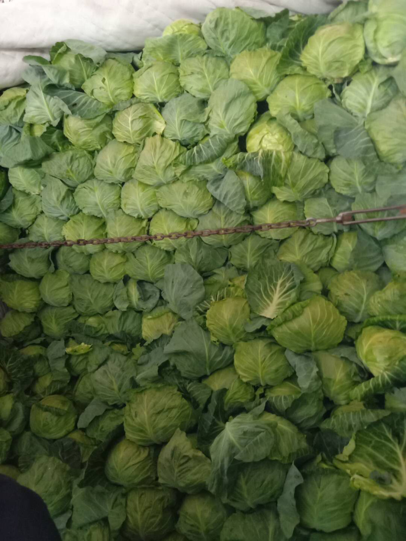 精品甘蓝大量上市，有需要的联系我