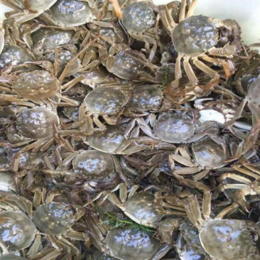 六月黄大闸蟹自家塘口一手货源