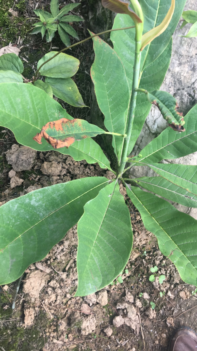 七叶一枝花