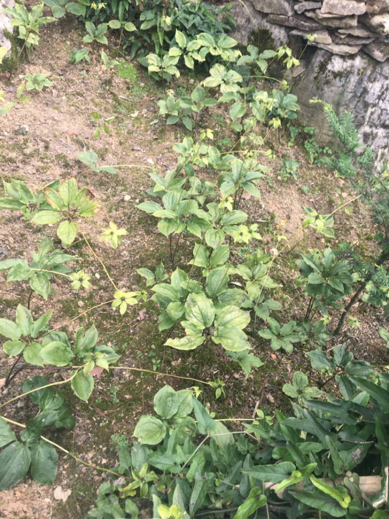 七叶一枝花