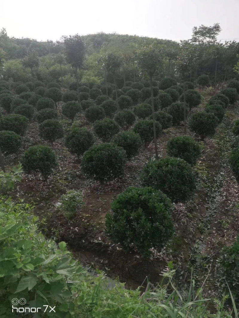 大叶黄杨球基地，量大，规格齐全
