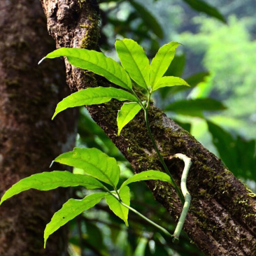 扁担藤野生大量批发，100斤起