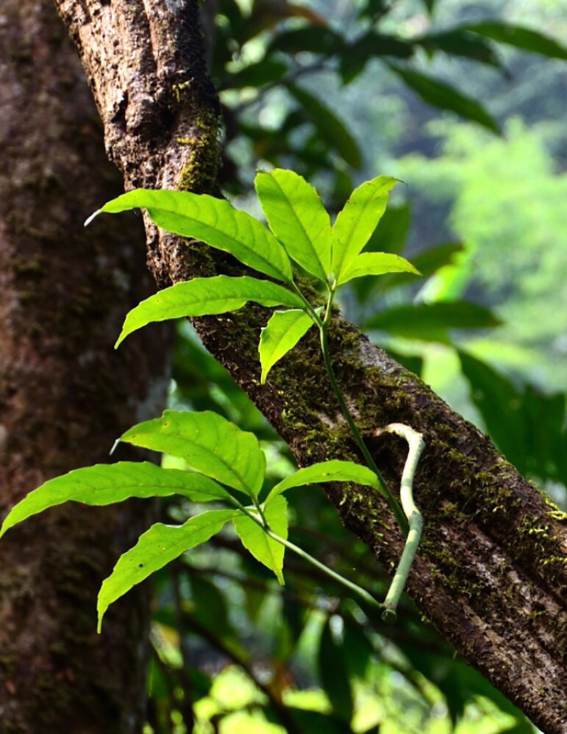 扁担藤野生大量批发，100斤起