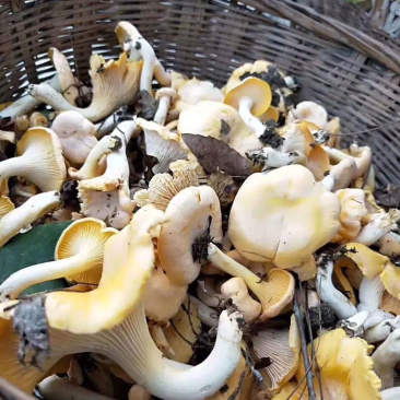野生菌