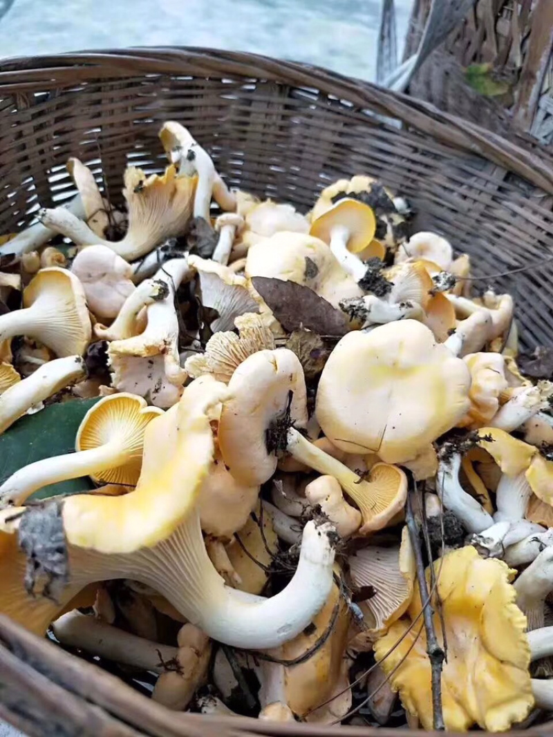 野生菌