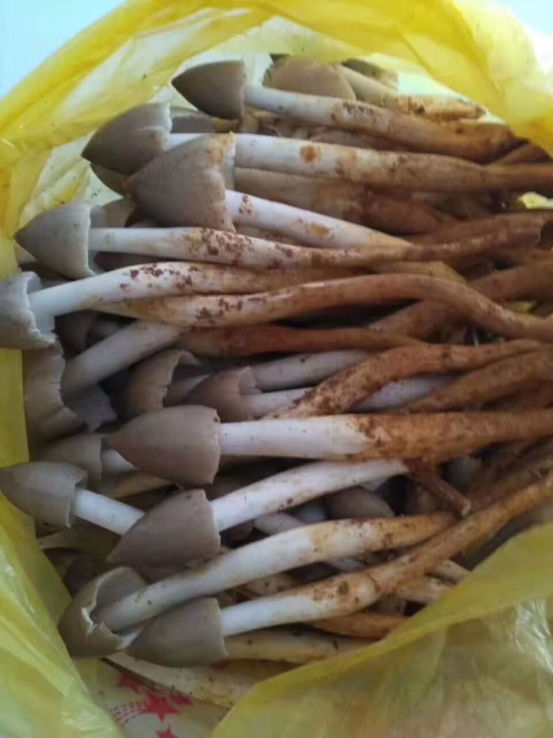 野生菌