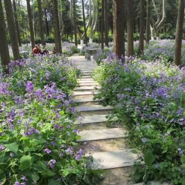 二月兰种子花籽诸葛菜二月蓝多年生宿根，庭院耐寒耐荫
