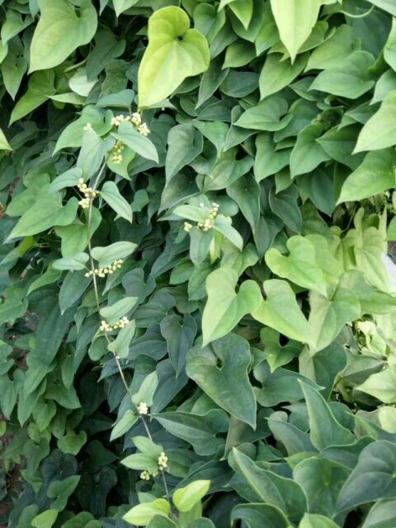 垆土山药2~3厘米特级40~50厘米