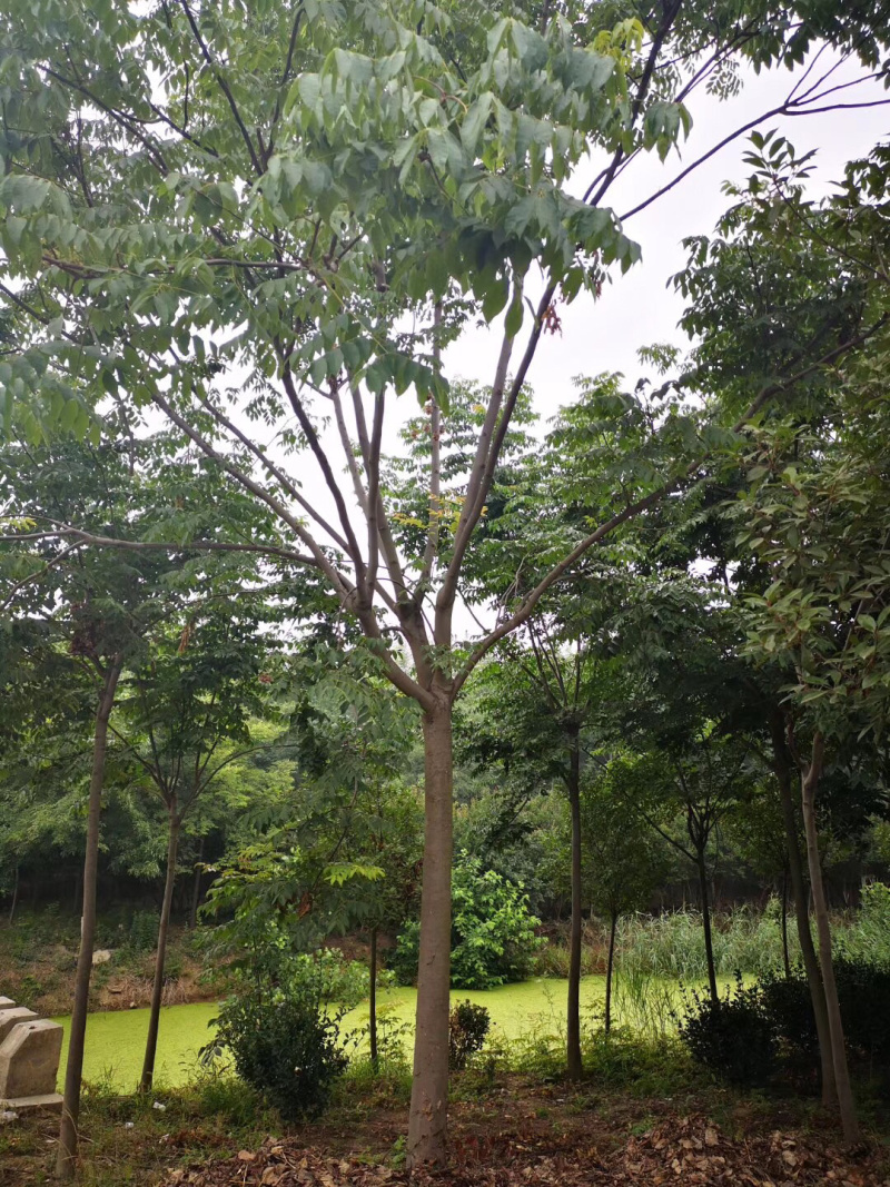 栾树13公分，基地直销，货源充足