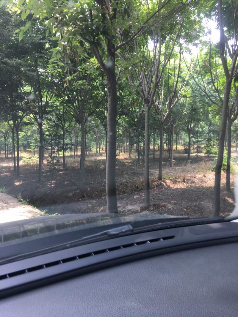 栾树13公分，基地直销，货源充足