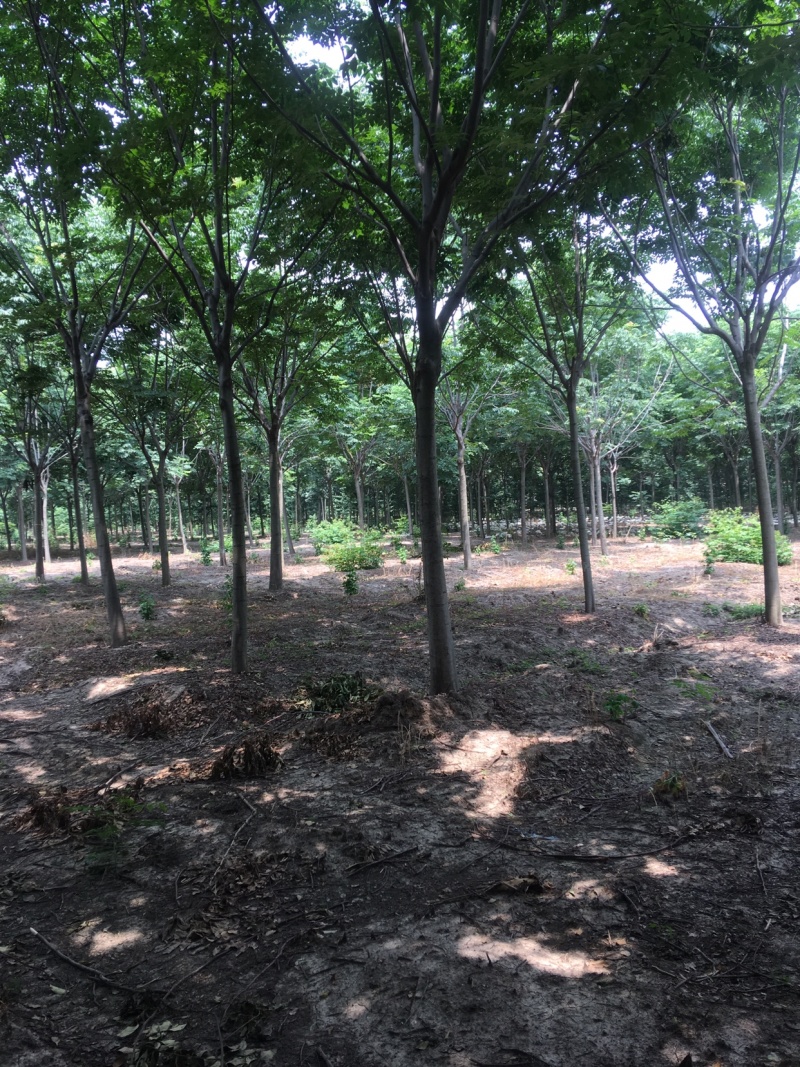 栾树13公分，基地直销，货源充足